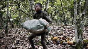 “Chocolate has a dark secret: the 1.2 million children that work on cocoa plantations. Many farm workers can’t earn a living wage and forests are being destroyed – even in protected areas. Companies have been promising to address these issues for decades, but little has improved. We urgently need EU regulation to stop these crimes.”